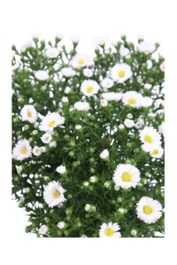 Settembrino - Aster Bianco v14 egarden.store online