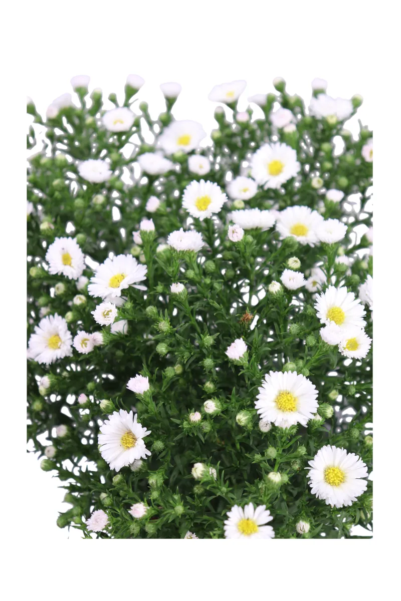 Settembrino - Aster Bianco v14 egarden.store online
