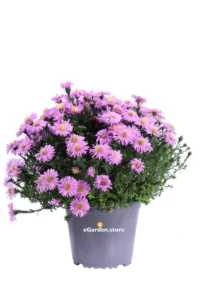 Settembrino - Aster Rosa v14 egarden.store online