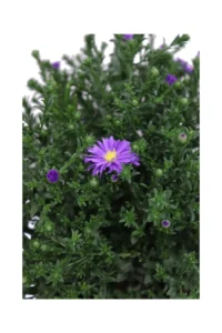 Settembrino - Aster Viola v14 egarden.store online