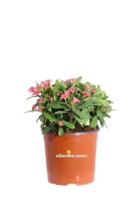 Spina di Cristo - Euphorbia Milii Rosso-Rosa v17 egarden.store online