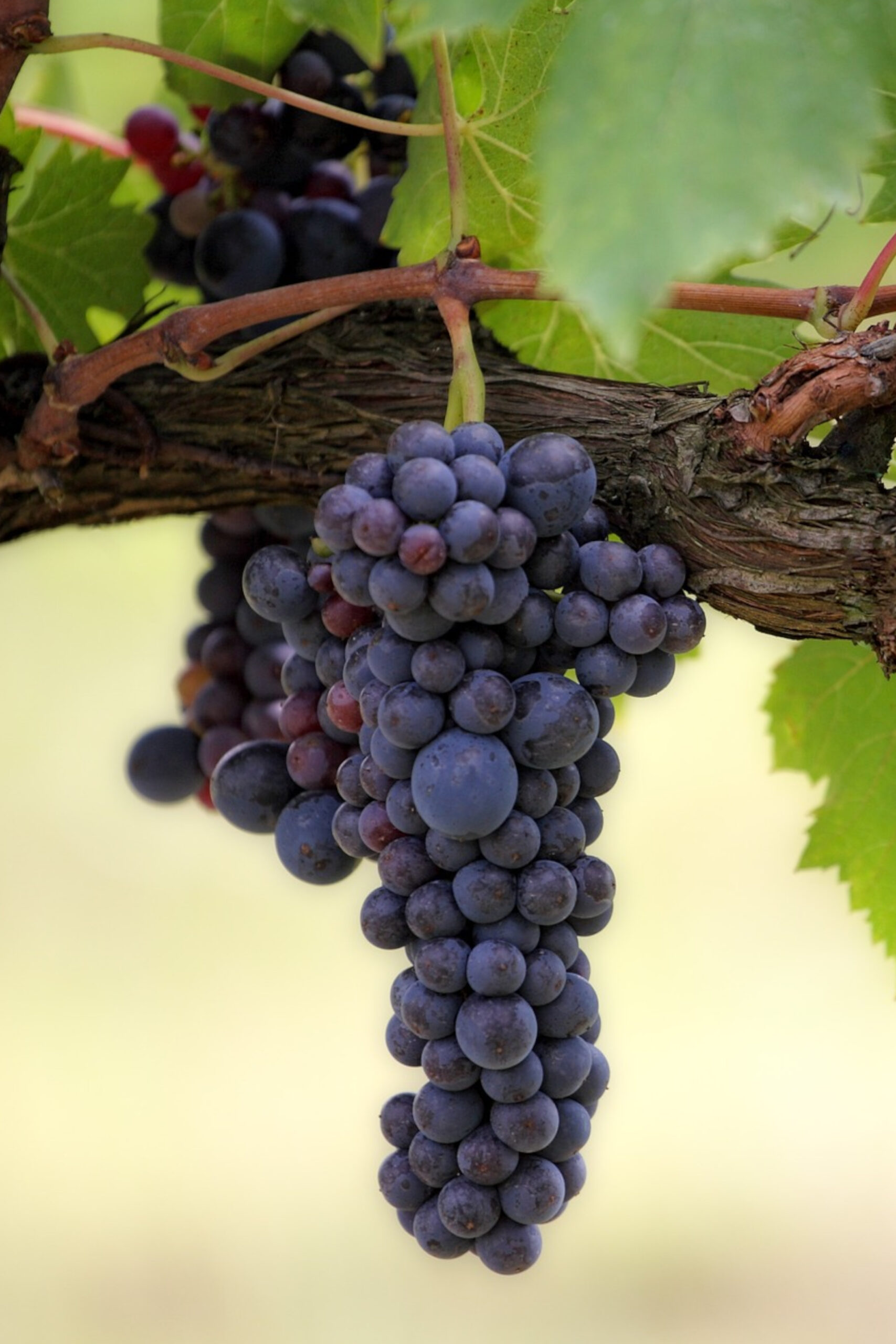 Vite - Cabernet egarden.store online