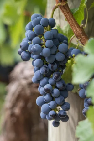 Vite - Ciliegiolo egarden.store online