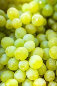 Vite - Regginone egarden.store online