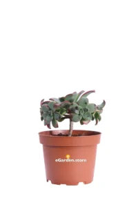 Aeonium Decorum Tricolor v10 egarden.store online