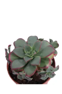 Aeonium Decorum Tricolor v10 egarden.store online