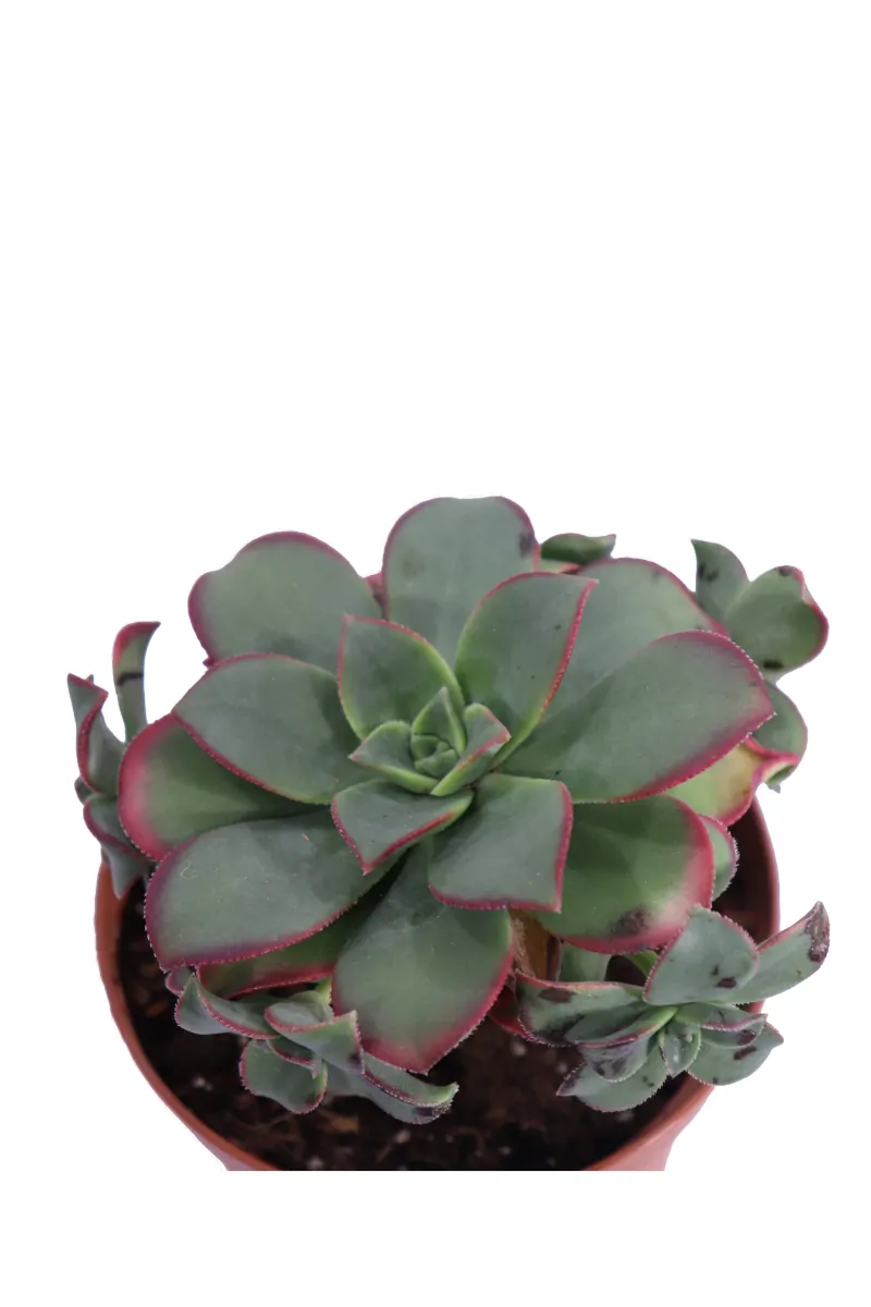 Aeonium Decorum Tricolor v10 egarden.store online