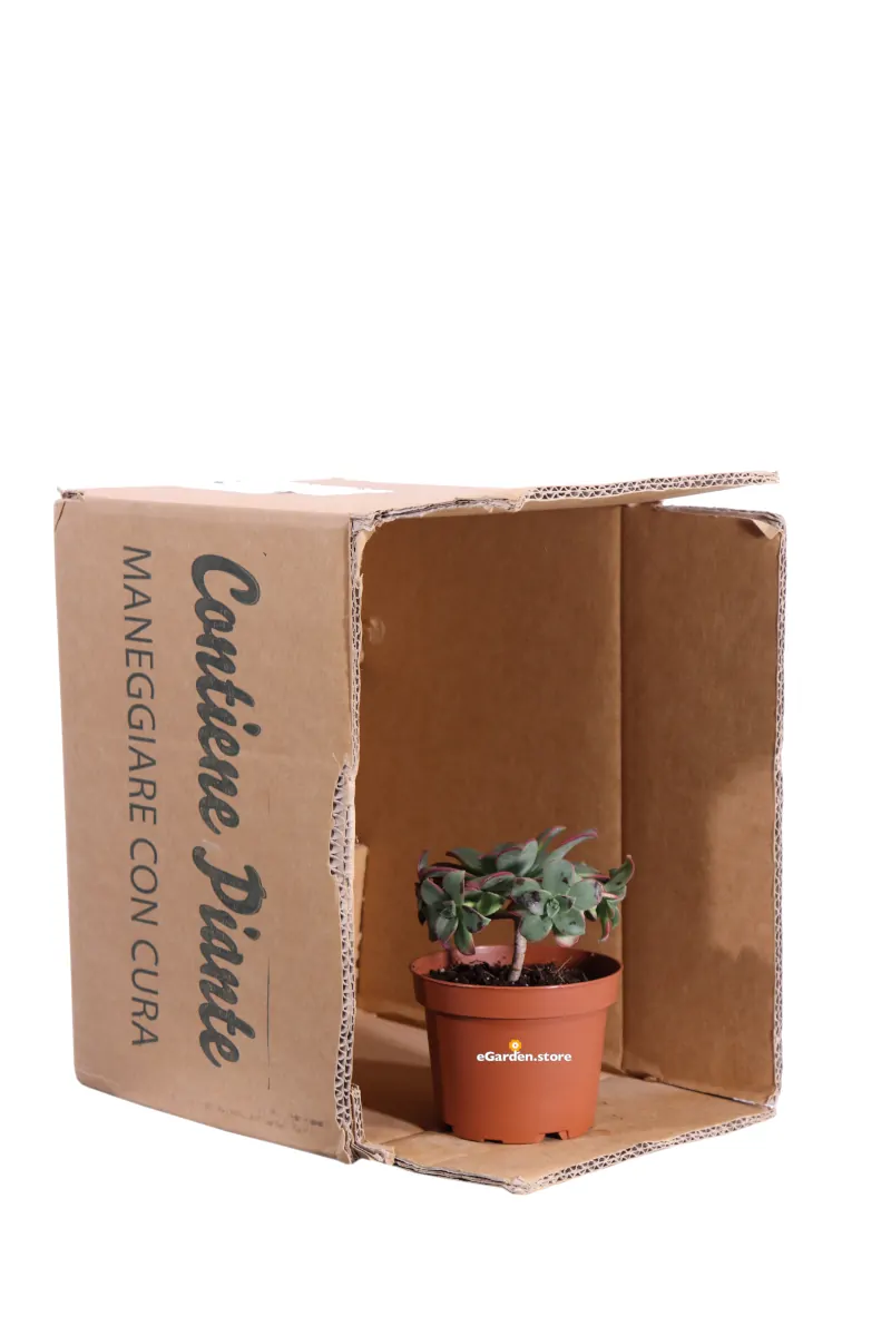 Aeonium Decorum Tricolor v10 egarden.store online