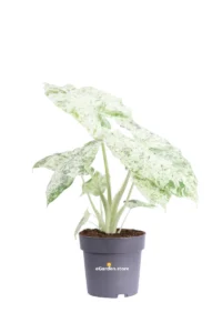 Alocasia Macrorrhiza Splash v14 egarden.store online