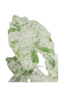 Alocasia Macrorrhiza Splash v14 egarden.store online