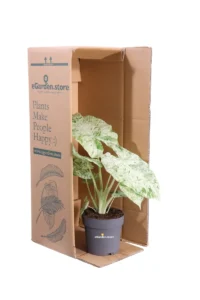 Alocasia Macrorrhiza Splash