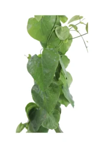 Aristolochia Gigantea v17 egarden.store online