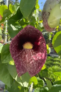 Aristolochia Gigantea v17 egarden.store