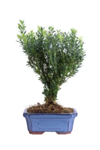 Bonsai Buxus Microphylla Faulkner v15 egarden.store online