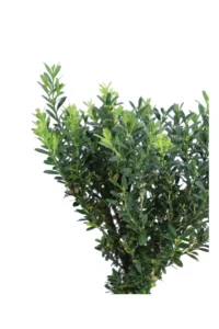 Bonsai Buxus Microphylla Faulkner v15 egarden.store online