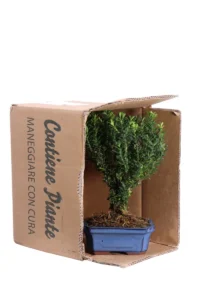 Bonsai Buxus Microphylla Faulkner v15 egarden.store online