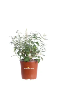 Buddleja Davidii White - Albero Delle Farfalle v17 egarden.store online