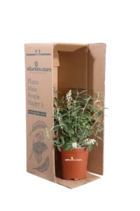 Buddleja Davidii White - Albero Delle Farfalle v17 egarden.store online