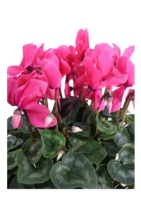 Ciclamino Basket - Varie Colorazioni