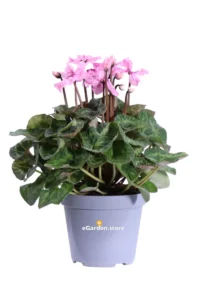 Ciclamino Illusia v14 egarden.store online