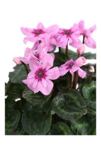 Ciclamino Illusia v14 egarden.store online