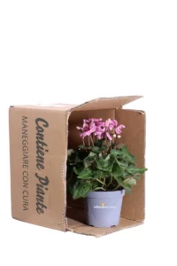 Ciclamino Illusia v14 egarden.store online