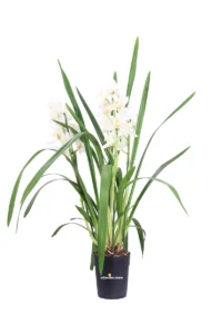 Cymbidium Bianco v14 egarden.store online