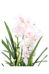 Cymbidium Bianco v14 egarden.store online