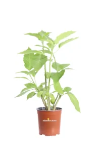 Datura Arborea Bianca v17 egarden.store online