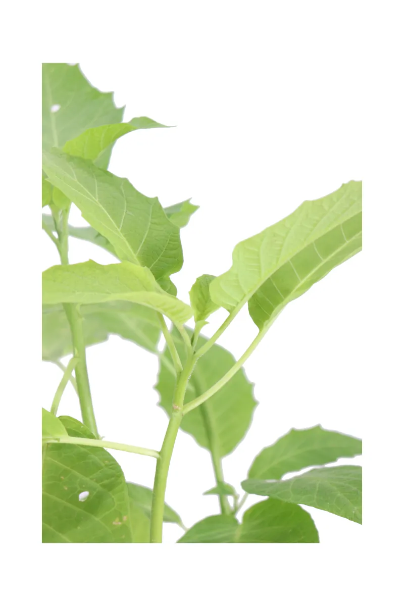 Datura Arborea Bianca v17 egarden.store online
