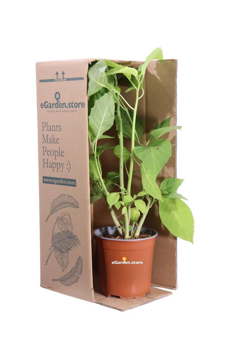 Datura Arborea Bianca v17 egarden.store online