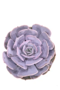 Echeveria Runyonii v8 egarden.store online