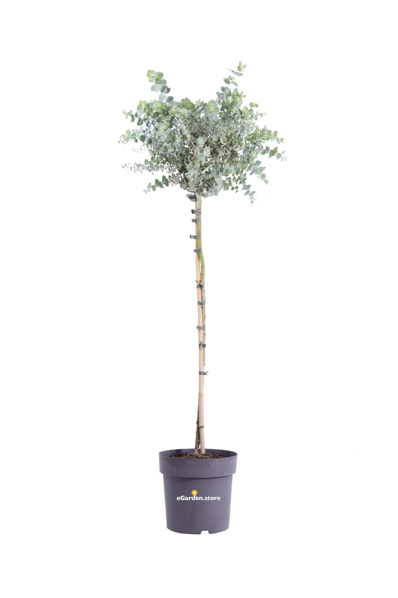 Eucalipto - Eucalyptus Cinerea Alberello v24 egarden.store online