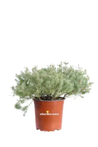 Euphorbia Cyparrissias v17 egarden.store online
