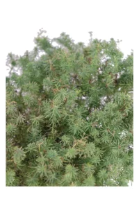 Euphorbia Cyparrissias