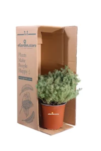 Euphorbia Cyparrissias v17 egarden.store online