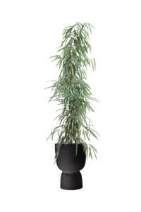 Ficus Maclellandii Alii Pure Copue Black v35 egarden.store online