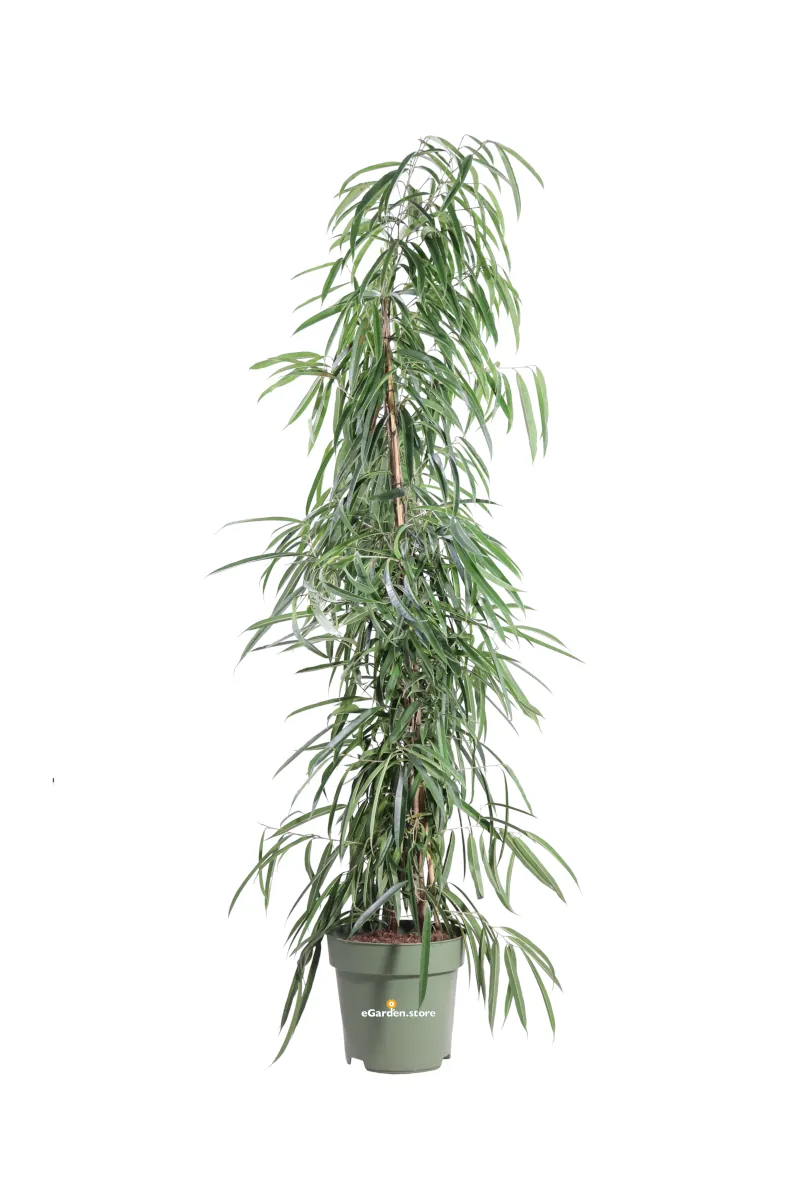 Ficus Maclellandii Alii v27 egarden.store online