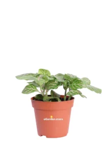 Fittonia Albivenis v8 egarden.store online
