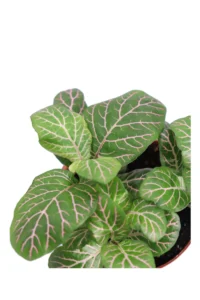 Fittonia Albivenis v8 egarden.store online