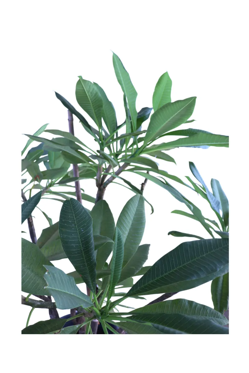 Frangipani - Plumeria Pink v38 egarden.store online