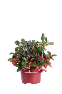 Gaultheria Procumbens Big Berry v12 egarden.store online