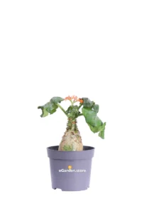Jatropha Podagrica v13 egarden.store online