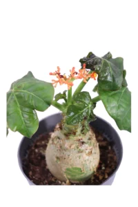 Jatropha Podagrica v13 egarden.store online