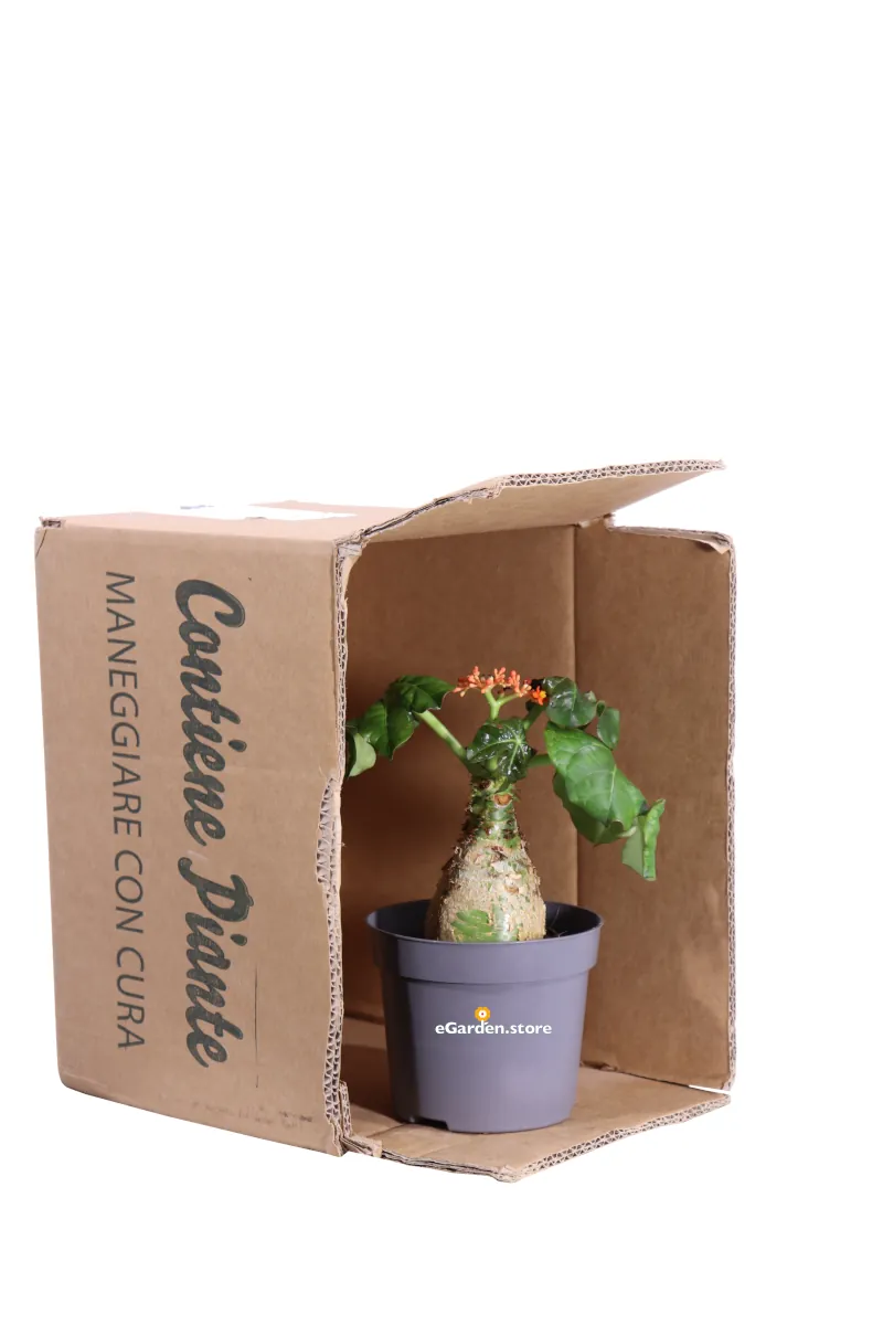 Jatropha Podagrica v13 egarden.store online