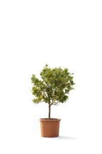 Limone Lunario - Citrus Limon