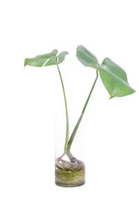 Monstera Deliciosa Idro v12 egarden.store online
