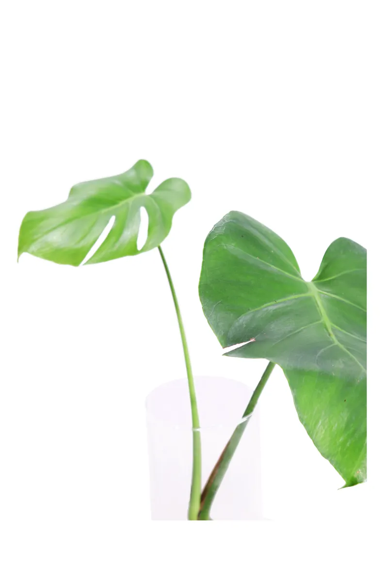 Monstera Deliciosa Idro