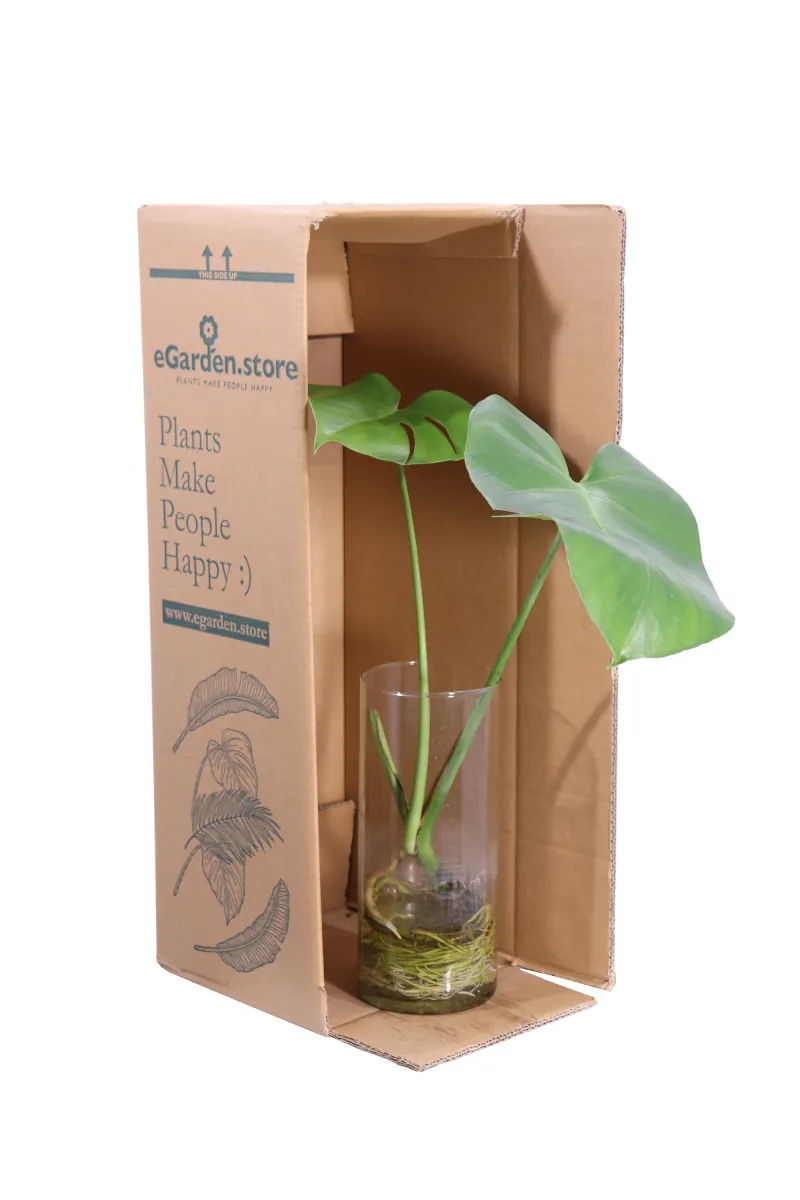Monstera Deliciosa Idro v12 egarden.store online