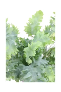 Phlebodium Aureum Davana v13 egarden.store online